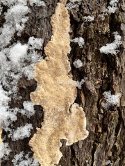 Pycnoporellus alboluteus