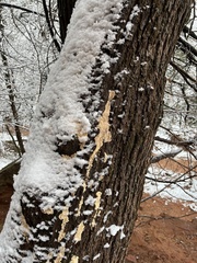 Pycnoporellus alboluteus