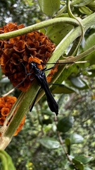 Stenorhopalus gracilipes