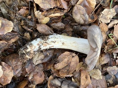 Entoloma ferruginans