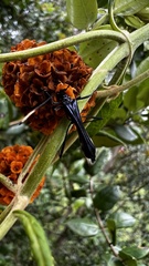 Stenorhopalus gracilipes