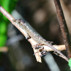 Anolis alutaceus