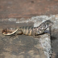 Leiocephalus carinatus