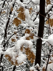 Acer grandidentatum