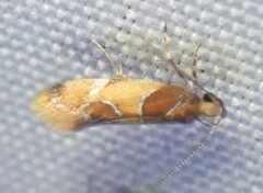 Epicallima argenticinctella