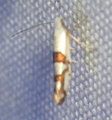 Argyresthia oreasella