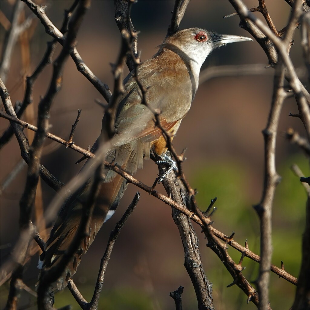 Great Lizard-Cuckoo from Trinidad, Cuba on December 30, 2022 at 10:29 ...