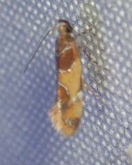 Epicallima argenticinctella