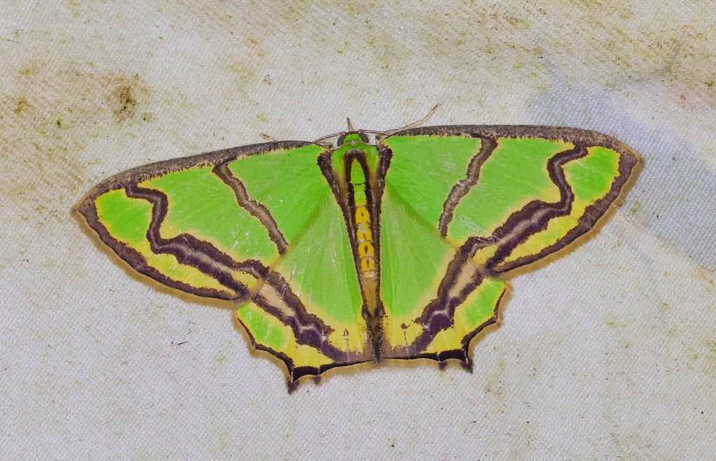 Agathia diplochorda