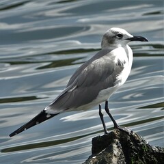 Leucophaeus atricilla
