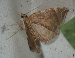 Eulithis molliculata