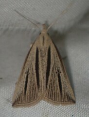 Macrochilo bivittata