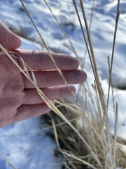 Thinopyrum intermedium