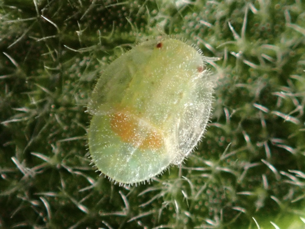 Island Mallow Psyllid