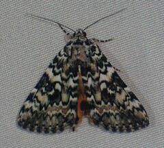 Catocala connubialis