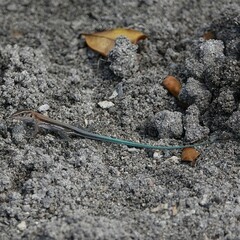 Pholidoscelis auberi
