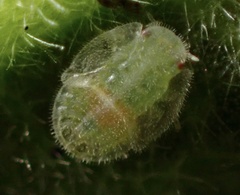 Bactericera lavaterae
