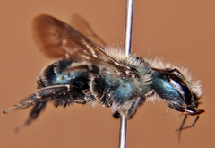 Osmia simillima