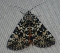 Catocala connubialis