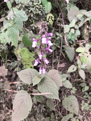 Salvia carnea