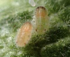 Bactericera lavaterae
