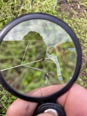 Dermacentor occidentalis