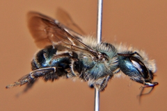 Osmia simillima