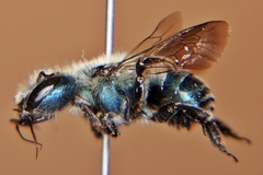 Osmia simillima