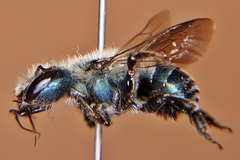 Osmia simillima