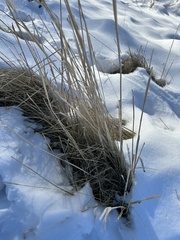 Thinopyrum intermedium