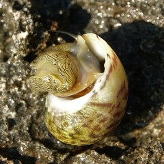 Nerita peloronta
