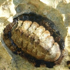 Acanthopleura granulata