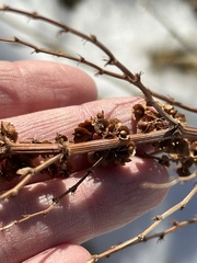Rumex triangulivalvis