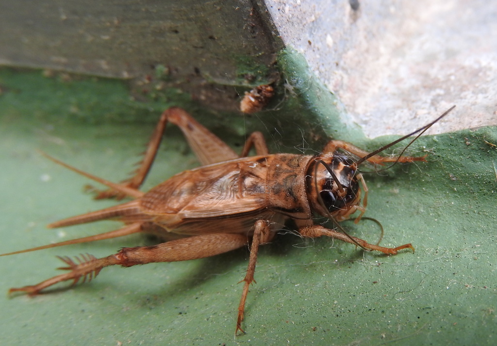 House Cricket (Crickets of the United States) · iNaturalist
