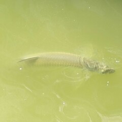 Megalops atlanticus