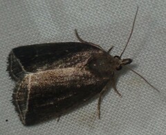 Capis curvata