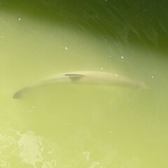 Megalops atlanticus