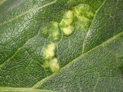 Bactericera lavaterae