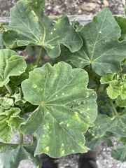 Bactericera lavaterae