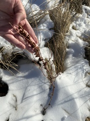 Rumex triangulivalvis