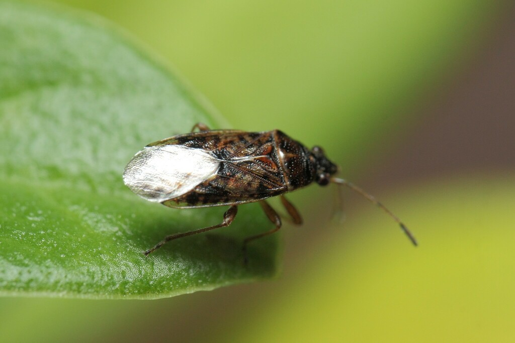 Oceanides