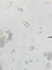 Naviculales