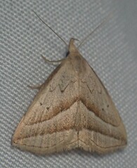 Macrochilo absorptalis