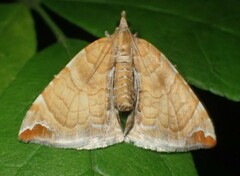 Eulithis molliculata