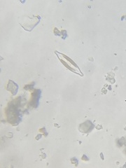 Naviculales