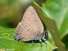 Satyrium edwardsii