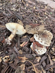 Chlorophyllum brunneum