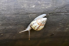 Drymaeus interpunctus