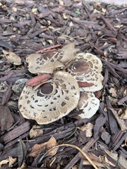 Chlorophyllum brunneum