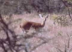 Raphicerus campestris